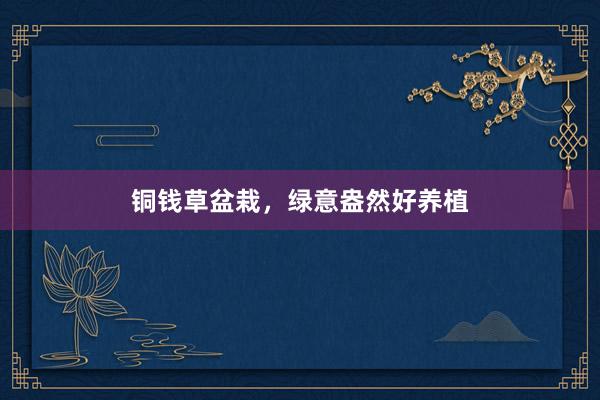 铜钱草盆栽，绿意盎然好养植